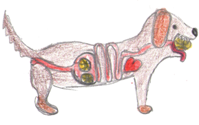 Hund mit Tennisbllen im Magen